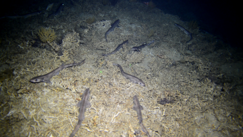 The research was based on data collected during the MEDITS campaign, an international fisheries assessment programme coordinated by the European Union / IEO-CSIC.
