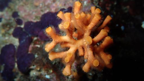 "False coral" is widely distributed in the Mediterranean / ICM-CSIC.