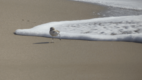 BioPlatgesMet is one of the initiatives of the European GUARDEN project (Horizon Europe programme) in the Barcelona metropolitan area, with the participation of the AMB / © mediambient_ajelprat - MINKA Platform.