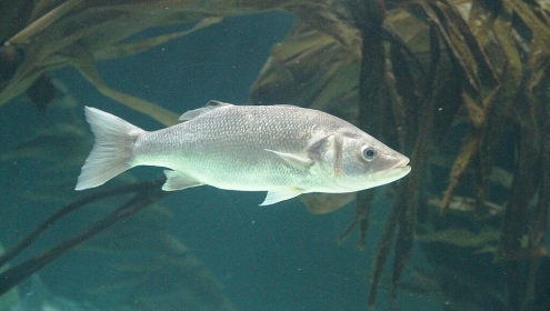 The study shows how climate change can influence the biology of marine species / Wikimedia Commons.
