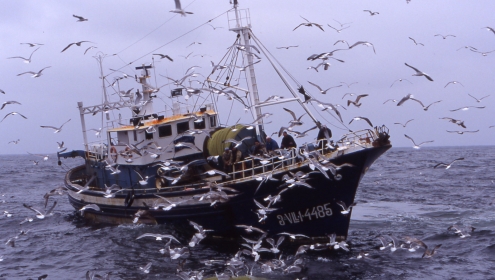 Mesures com les reduccions dels dies de pesca o la millora de la selectivitat de les xarxes comencen a donar resultats / Marta Coll.