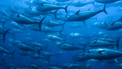 Bluefin tuna are opportunistic and flexible predators that adapt well to change / iStock.