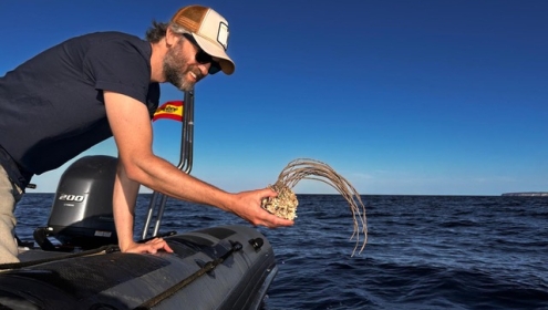 Entre els principals èxits del projecte hi ha la reintroducció de més de 800 gorgònies, més de 1.000 feixos de Posidonia oceanica i al voltant de 1.700 suports de laminàries / CABALGA.