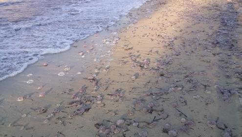 Foto de un bloom de Pelagia noctiluca enviada a los investiogadores a través de la Aplicación MedJelly