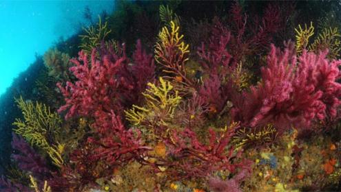 L'augment de temperatura al mar Mediterrani amenaça les colònies de gorgònia vermella