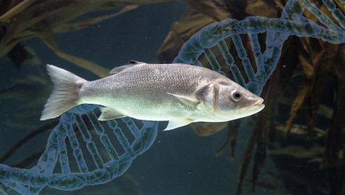 L'Institut de Ciències del Mar del CSIC desenvolupa un test capaç de predir el sexe dels peixos