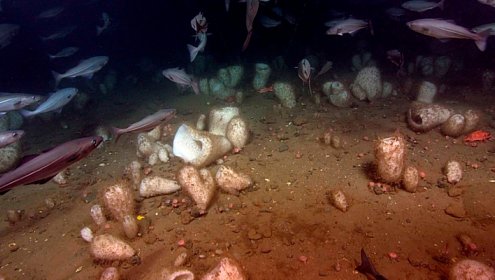 Els esquelets de les esponges són importants embornals de silici a l’oceà global