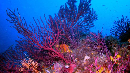Un estudi del CSIC defineix i classifica els refugis davant l'acidificació oceànica