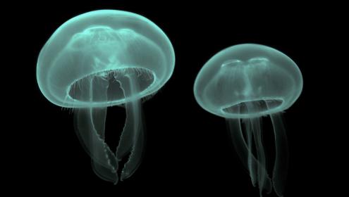 L’aigua de mar, rica en esperma  de meduses i ctenòfors