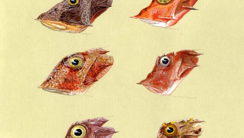 The Institute of Marine Sciences wishes you Happy New Year!