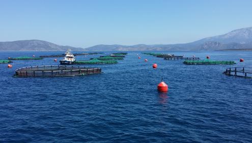 A new European project will study the effects of climate change in living marine resources