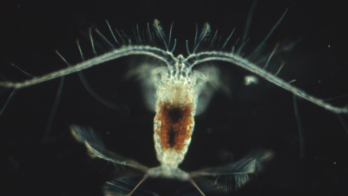 Ejemplar de copépodo de la especie Calocalanus pavo. Foto: Albert Calbet