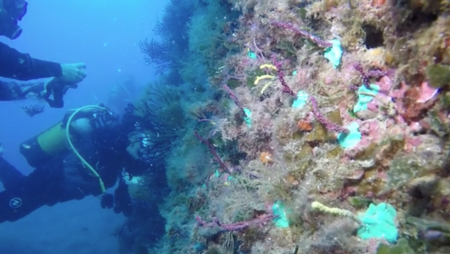 Resultats de l’acció pilot de restauració de gorgònies al Parc Natural del Montgrí, Illes Medes i Baix Ter