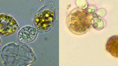 El hongo Dinomyces arenysensis infectando diferentes microalgas. Imagen: Elisabet Alacid / ICM-CSIC 