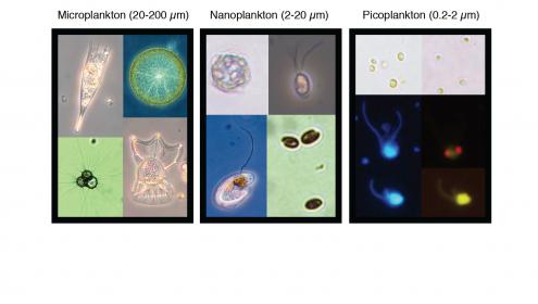 Our knowledge on eukaryotic biodiversity is extremely poor