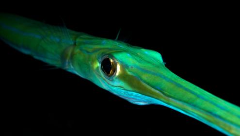 A method for predicting biological invasions is presented.