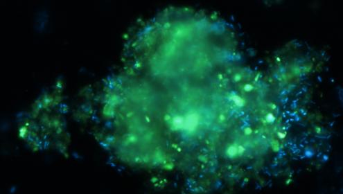 El microbioma de l'oceà profund és un reflex de l'oceà superficial
