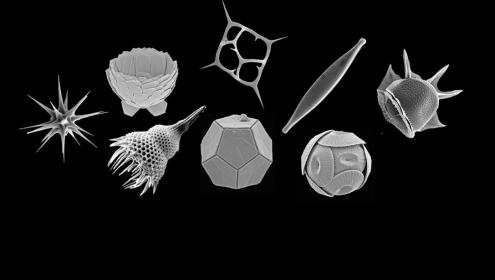 Scientists describe diversity patterns in marine protists using high-throughput DNA sequencing.