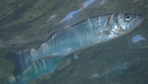 Petits augments en la temperatura de l'aigua tenen conseqüències a llarg termini per a la biologia dels peixos