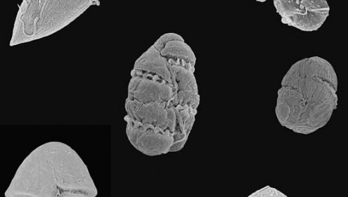 Diversity and phylogeny of Gymnodiniales from the NW Mediterranean Sea revealed by a morphological and molecular approach