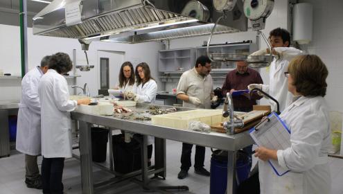 L’ICM treballa en un nou projecte de cogestió per a recuperar les poblacions de lluç.