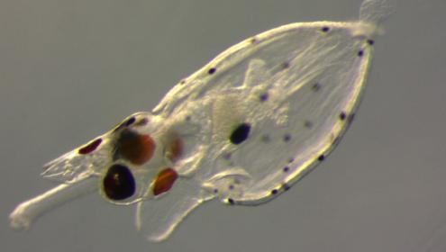 The ICM collaborates with IIM in the elaboration of good research practices with cephalopods
