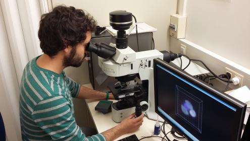 Nitrogen-fixing bacteria allied with unicellular algae and originated new species