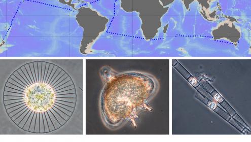 Results of Malaspina expedition show similarities among the phytoplankton communities of the tropical and subtropical oceans