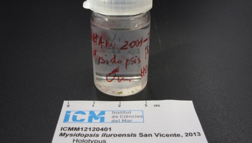 A new species of Mysida (Crustacea) from coastal waters of Catalonia is deposited at the ICM's Biological Reference Collections