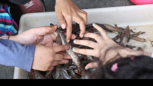 Los alumnos del Marquina tocan un pequeño tiburón, pescado a más de 500 metros de profundidad durante la pesca de la gamba