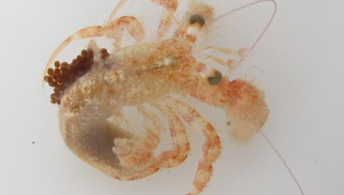 Pagurus mbizi, a tropical Atlantic African hermit crab, now in the Mediterranean