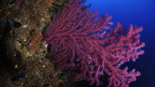 A new study looks at how tohow to improve the conservation of biodiversity in protected areas