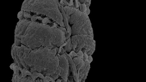 Detected a new microalgae from the Mediterranean Sea