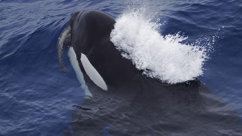 Un estudi de la dieta de les orques subantàrtiques confirma que el lluç negre és una de les seves preses naturals
