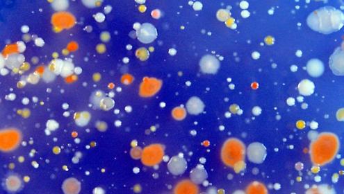 La major part de l'energia solar en els oceans és captada per bacteris i no per les algues