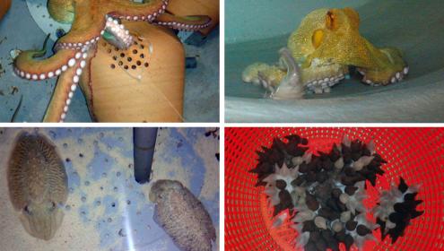 The ICM organizes the first course in Spain of biology and care of cephalopods as experimental animals