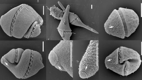 Científicos del ICM identifican una nueva familia de microalgas