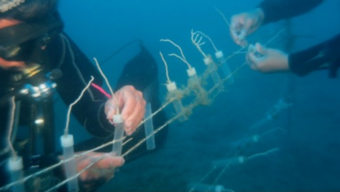 Avançant en la restauració dels hàbitats marins i la seva biodiversitat