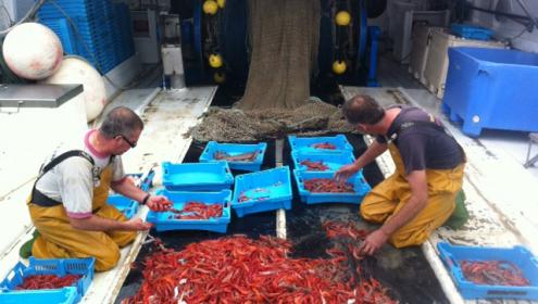 Científicos del ICM desarrollan el Plan de gestión de la gamba roja en colaboración con los pescadores de la Cofradía de Palamós