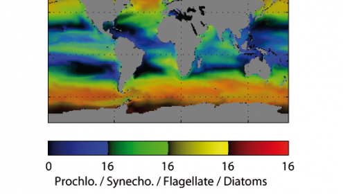 An ocean ecosystem model solves the mysterious relationship between diversity and productivity of marine phytoplankton