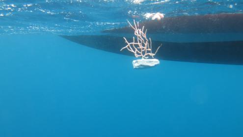 Pescadors i científics recuperen 450 gorgònies al Cap de Creus gràcies al projecte ResCap