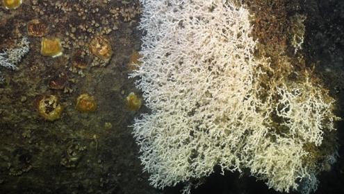 Arrecifes de ostras Neopycnodonte zibrowii y coral Lophelia pertusa (ICM/CSIC)