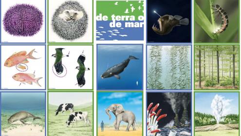 'De terra o de Mar', el joc d'analogies del Mar a fons, ja està disponible