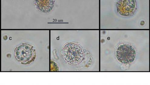 A host-parasite relationship similar to Russian roulette identified