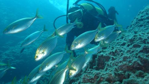 El calentamiento de los mares podría llevar a un 17% menos de biomasa de especies marinas a nivel global, a finales de siglo