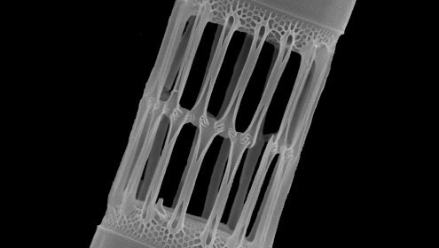 Continental erosion facilitated the expansion of marine diatoms