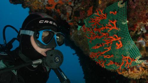 Un projecte europeu restaurarà hàbitats marins per recuperar la biodiversitat.
