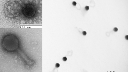 Es publica a Nature el nou catàleg de virus oceànics, que triplica el nombre de tipus de virus coneguts i aporta noves dades sobre la seva rellevància ecològica.