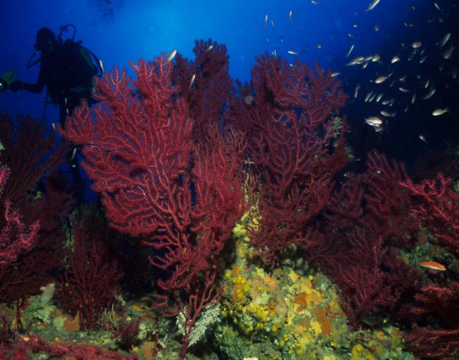L'informe posa sobre la taula el paper de la ciència en la cerca de solucions per afrontar els reptes oceànics / Kike Ballesteros.