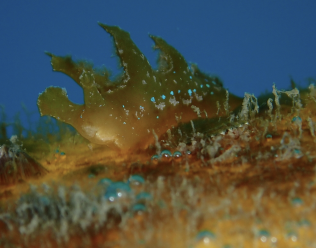 L'espècie Scyllaea pelagica és típica de mars tropicals i subtropicals com el Carib i el golf de Mèxic /© Enric Badosa.